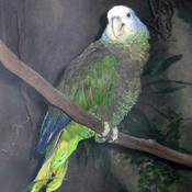 St. Vincent Parrot